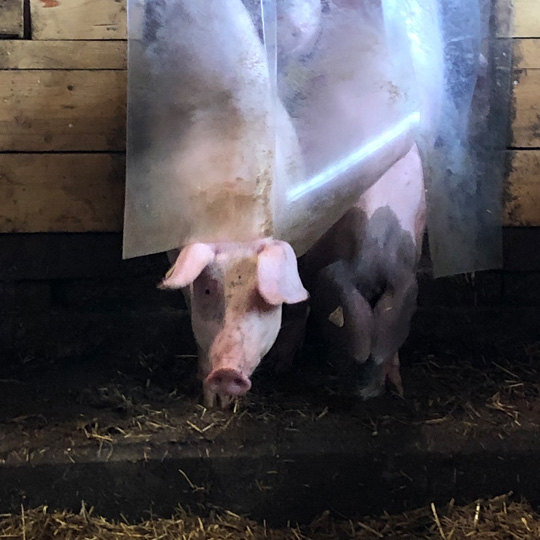 Familie Henle Familie Henle