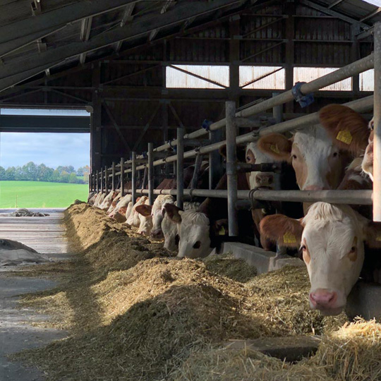 Familie Neber Familie Neber