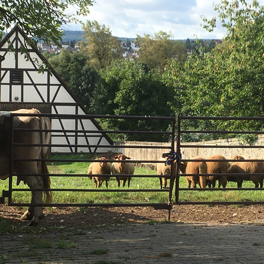 Klinikum am Weißenhof Klinikum am Weißenhof