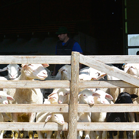 Familie Voigt Familie Voigt