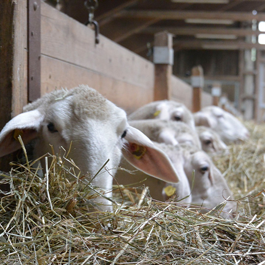 Familie Voigt Familie Voigt