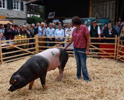 Hoffest der Familie Bühler | Traditionelle Zuchttierprämierung