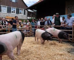 Hoffest - Schweineprämierung