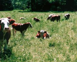 Fotogalerie von boeuf de Hohenlohe