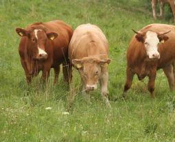 Fotogalerie von boeuf de Hohenlohe