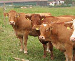 Fotogalerie von boeuf de Hohenlohe
