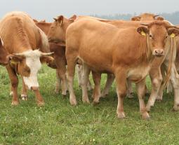 Fotogalerie von boeuf de Hohenlohe