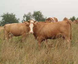 Fotogalerie von boeuf de Hohenlohe