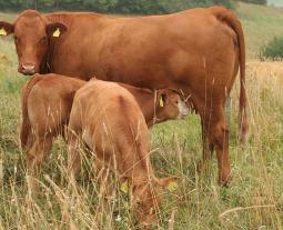 Fotogalerie von boeuf de Hohenlohe
