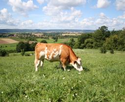 Fotogalerie von boeuf de Hohenlohe