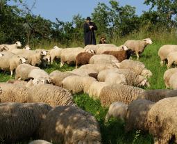 Fotogalerie vom Hohenloher Lamm