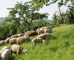 Fotogalerie vom Hohenloher Lamm