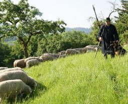 Fotogalerie vom Hohenloher Lamm