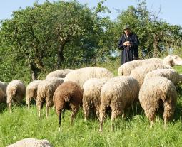 Fotogalerie vom Hohenloher Lamm