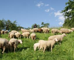 Fotogalerie vom Hohenloher Lamm