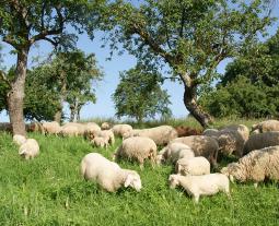 Fotogalerie vom Hohenloher Lamm