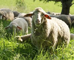 Fotogalerie vom Hohenloher Lamm