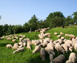Fotogalerie vom Hohenloher Lamm
