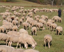 Fotogalerie vom Hohenloher Lamm