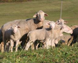 Fotogalerie vom Hohenloher Lamm