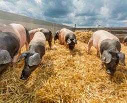 Schwäbisch-Hällische Schweine leben auf Stroh