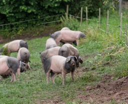 Schwäbisch-Hällische Schweine leben auf der Weide