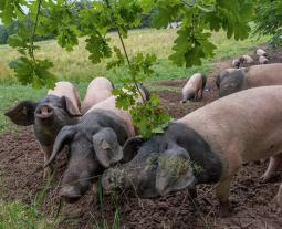 Schwäbisch-Hällische auf der Eichelmastweide