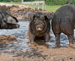 Schwäbisch-Hällische beim Schlammbad zur Abkühlung