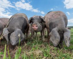 Schwäbisch-Hällische auf der Eichelmastweide