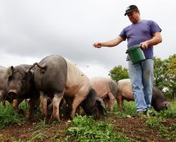 Zufütterung von Eicheln für Schwäbisch-Hällische Schweine
