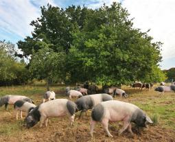 Schwäbisch-Hällische auf der Eichelmastweide