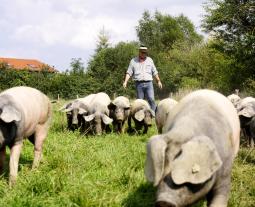 Schwäbisch-Hällische Schweine