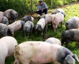 Schwäbisch-Hällische Schweine