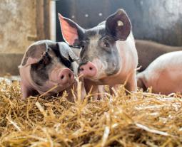 Schwäbisch-Hällische Schweine im Stroh
