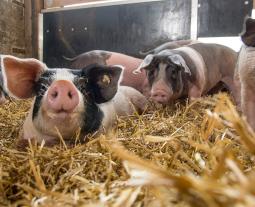 Schwäbisch-Hällische Schweine im Stroh
