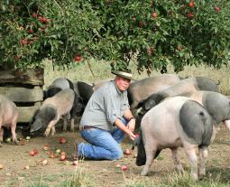 Schwäbisch-Hällische Schweine auf der Weide