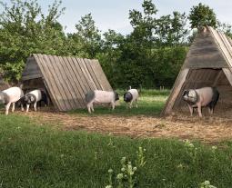 Schwäbisch-Hällische Schweine auf der Weide. Die Hütten bieten Schutz vor Regen und Wetter.