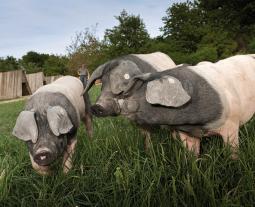 Schwäbisch-Hällische Schweine auf der Weide.